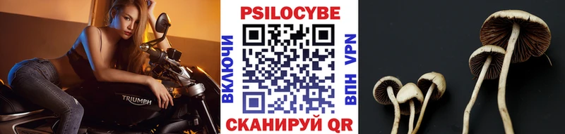 Галлюциногенные грибы Psilocybe  Малгобек 